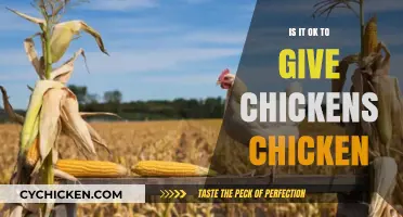 Can Chickens Safely Eat Chicken? Exploring the Ethical and Nutritional Debate
