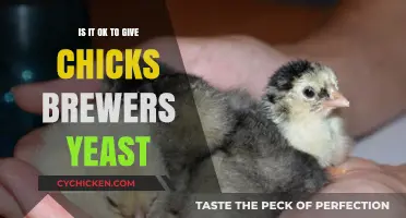 Brewer's Yeast for Chicks: Safe or Risky Feeding Practice?
