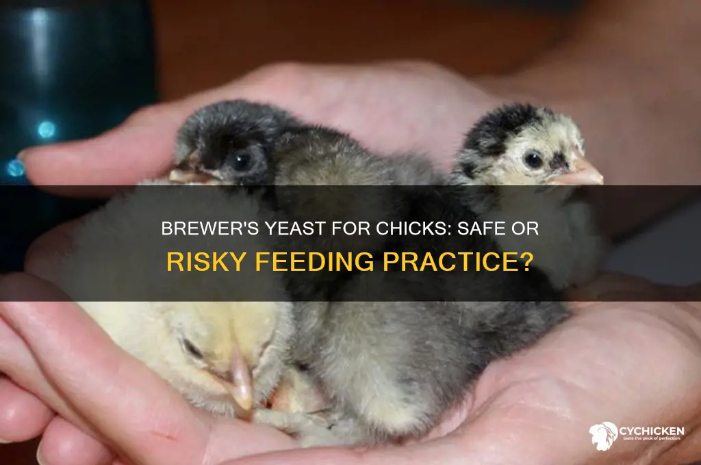is it ok to give chicks brewers yeast