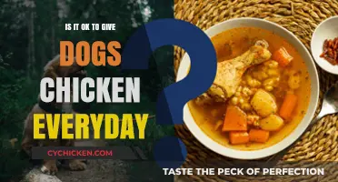Can Dogs Eat Chicken Daily? Nutrition Facts and Safety Tips