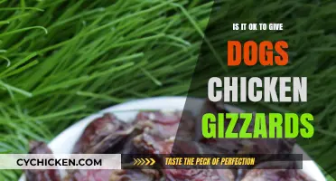Can Dogs Eat Chicken Gizzards? Benefits, Risks, and Serving Tips