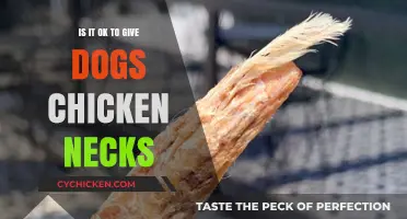 Chicken Necks for Dogs: Safe Treat or Hidden Danger?