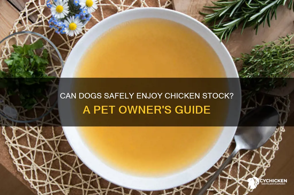 is it ok to give dogs chicken stock