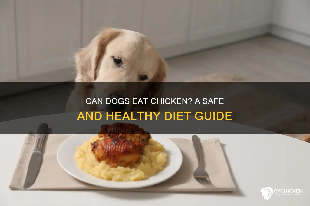 is it ok to give dogs chicken