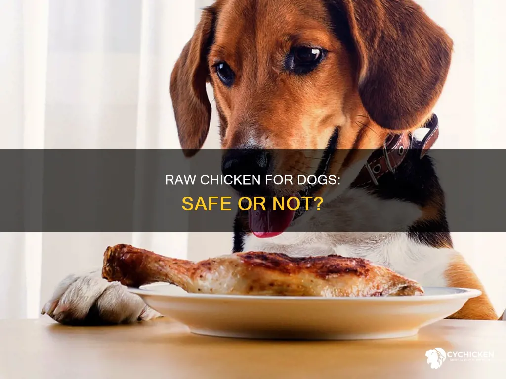is it ok to give dogs raw chicken drumsticks