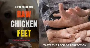 Raw Chicken Feet: Safe Treat or Risky Business for Dogs?