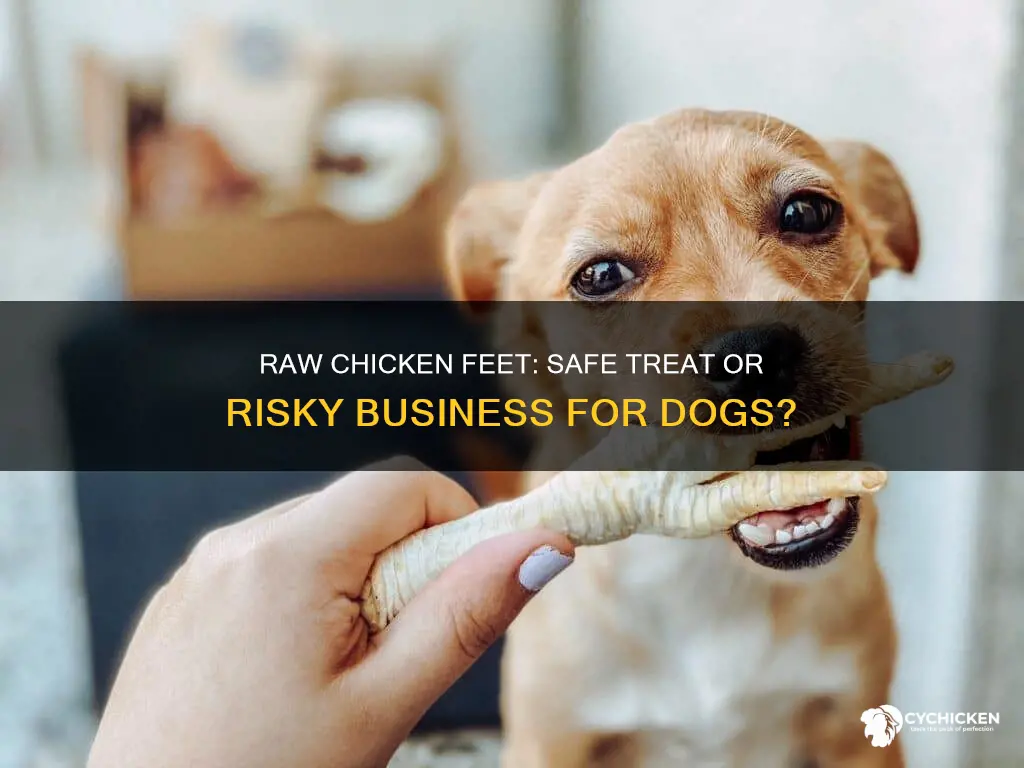 is it ok to give dogs raw chicken feet
