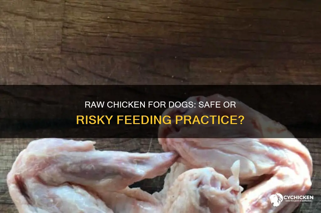 is it ok to give dogs raw chicken
