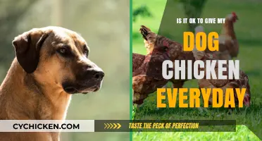 Should I Feed My Dog Chicken Every Day?