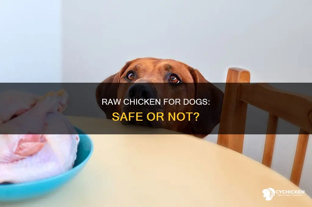 is it ok to give my dog raw chicken
