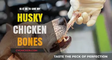 Feeding Chicken Bones to Your Husky: Safe or Not?