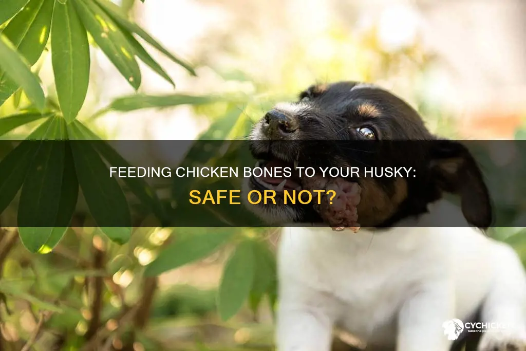is it ok to give my husky chicken bones