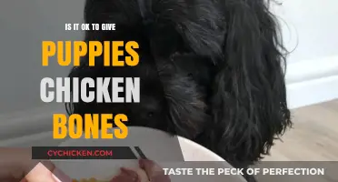 Can Puppies Safely Eat Chicken Bones? Vet-Approved Facts Revealed