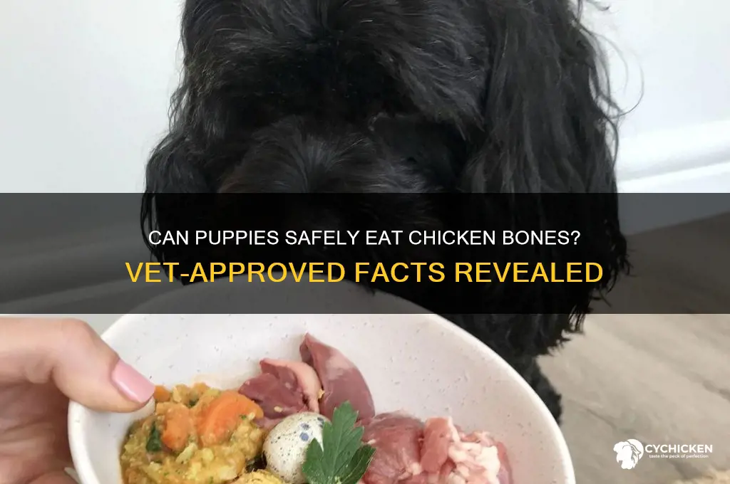 is it ok to give puppies chicken bones