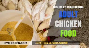 Young Chickens: Adult Food, Safe or Not?