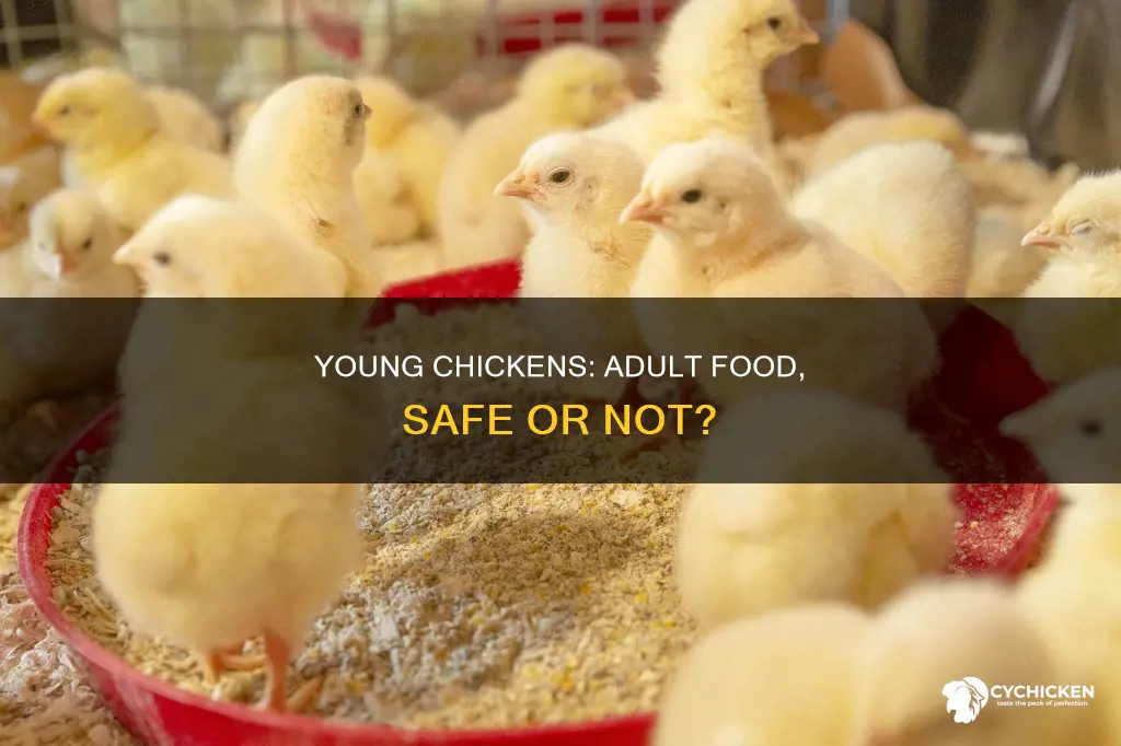 is it ok to give younger chickens adult chicken food