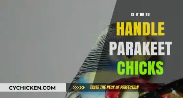 Handling Parakeet Chicks: Safe Practices and Expert Advice for Care