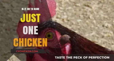Is It Okay to Keep Just One Chicken? Pros and Cons