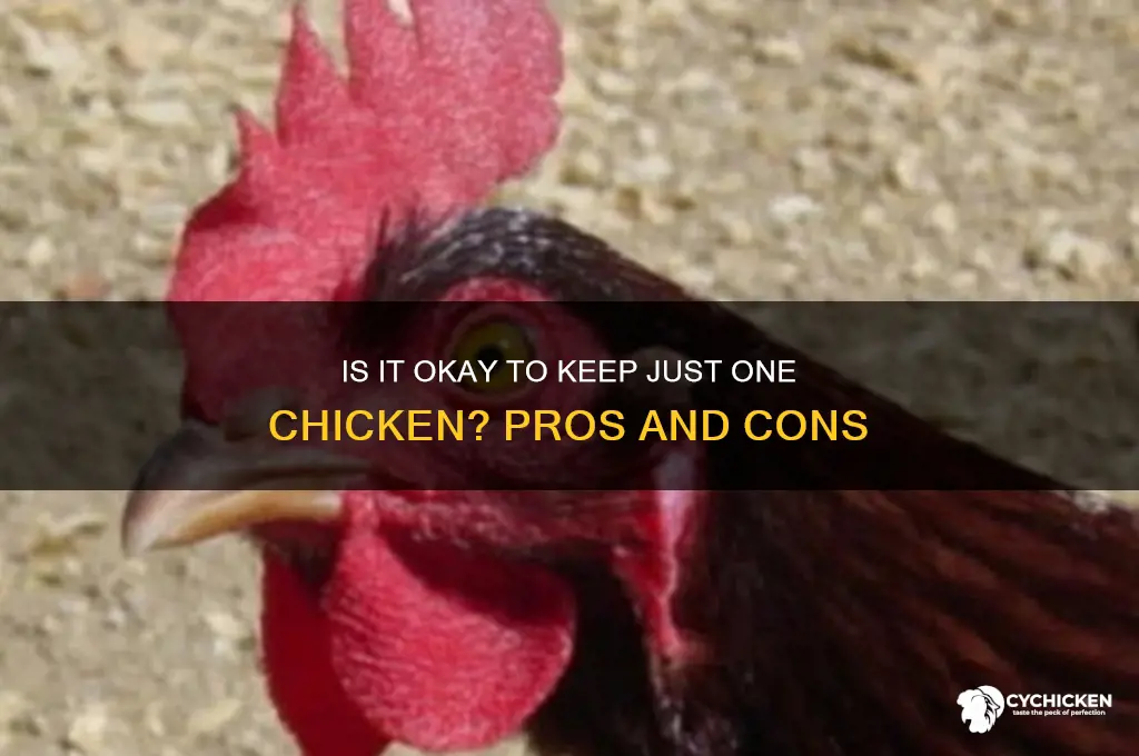 is it ok to have just one chicken