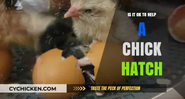 Helping Chicks Hatch: Ethical Considerations and Best Practices for Intervention