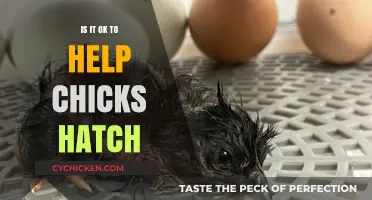 Should You Assist Hatching Chicks? Ethical and Practical Considerations