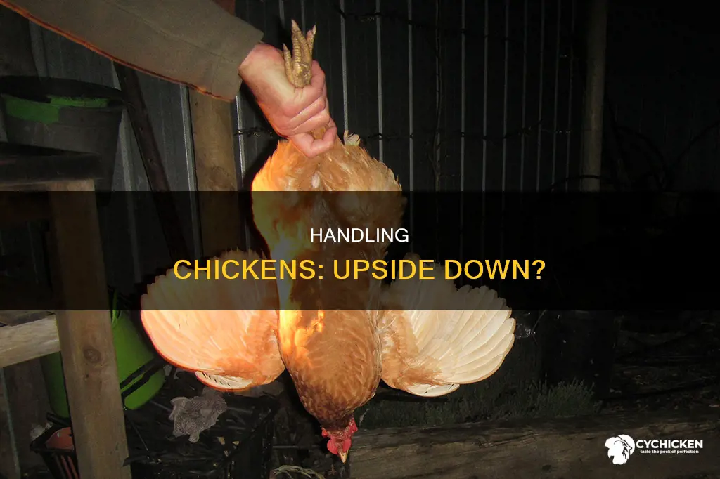 is it ok to hold a chicken upside down