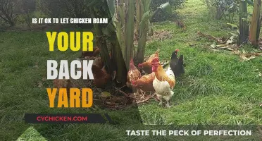 Letting Chickens Roam: Backyard Benefits or Hazards?