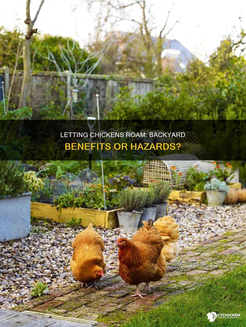 is it ok to let chicken roam your back yard