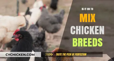 Mixing Chicken Breeds: Benefits, Challenges, and Best Practices for Flock Harmony
