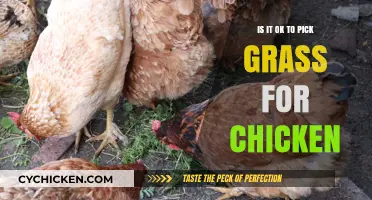 Is Picking Grass for Chickens Safe and Beneficial? A Guide