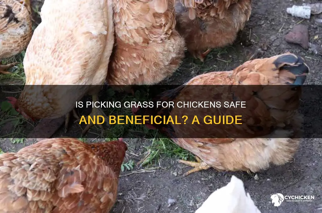 is it ok to pick grass for chicken