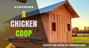 Hay in the Coop: A Guide to Chicken Comfort and Care
