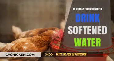 Is Softened Water Safe for Chickens to Drink?
