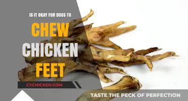 Chicken Feet: Safe Dog Chew or Not?