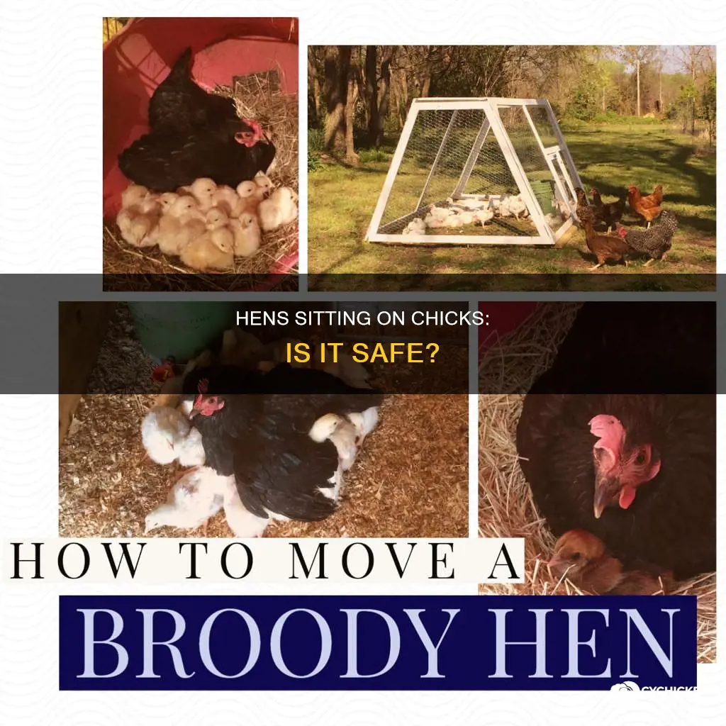 is it okay for hens to sit on the chicks