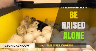 Solo Chick Rearing: Is It Advisable?