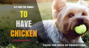 Can Yorkies Eat Chicken? A Safe and Healthy Diet Guide