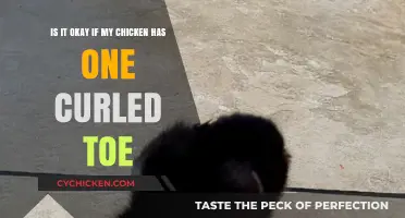 Chicken Health: Curled Toes, Any Concerns?
