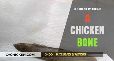 Can Dogs Eat Chicken Bones?