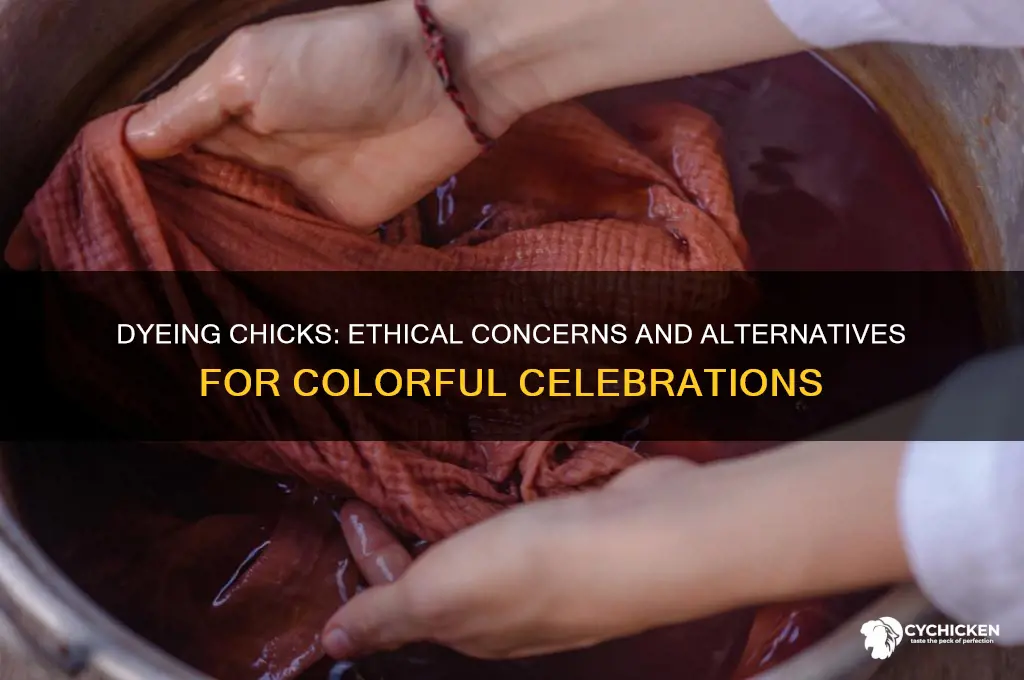 is it okay to dye a chick