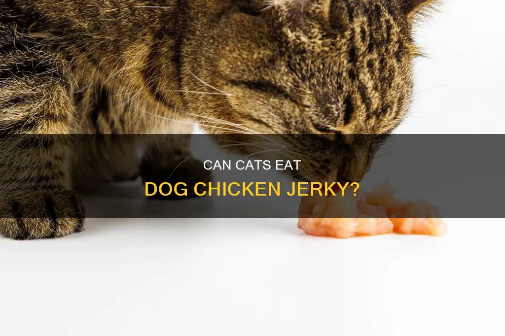 is it okay to give dog chicken jerky to cats