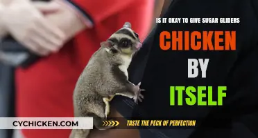 Sugar Gliders: Chicken Diet—Good or Bad?