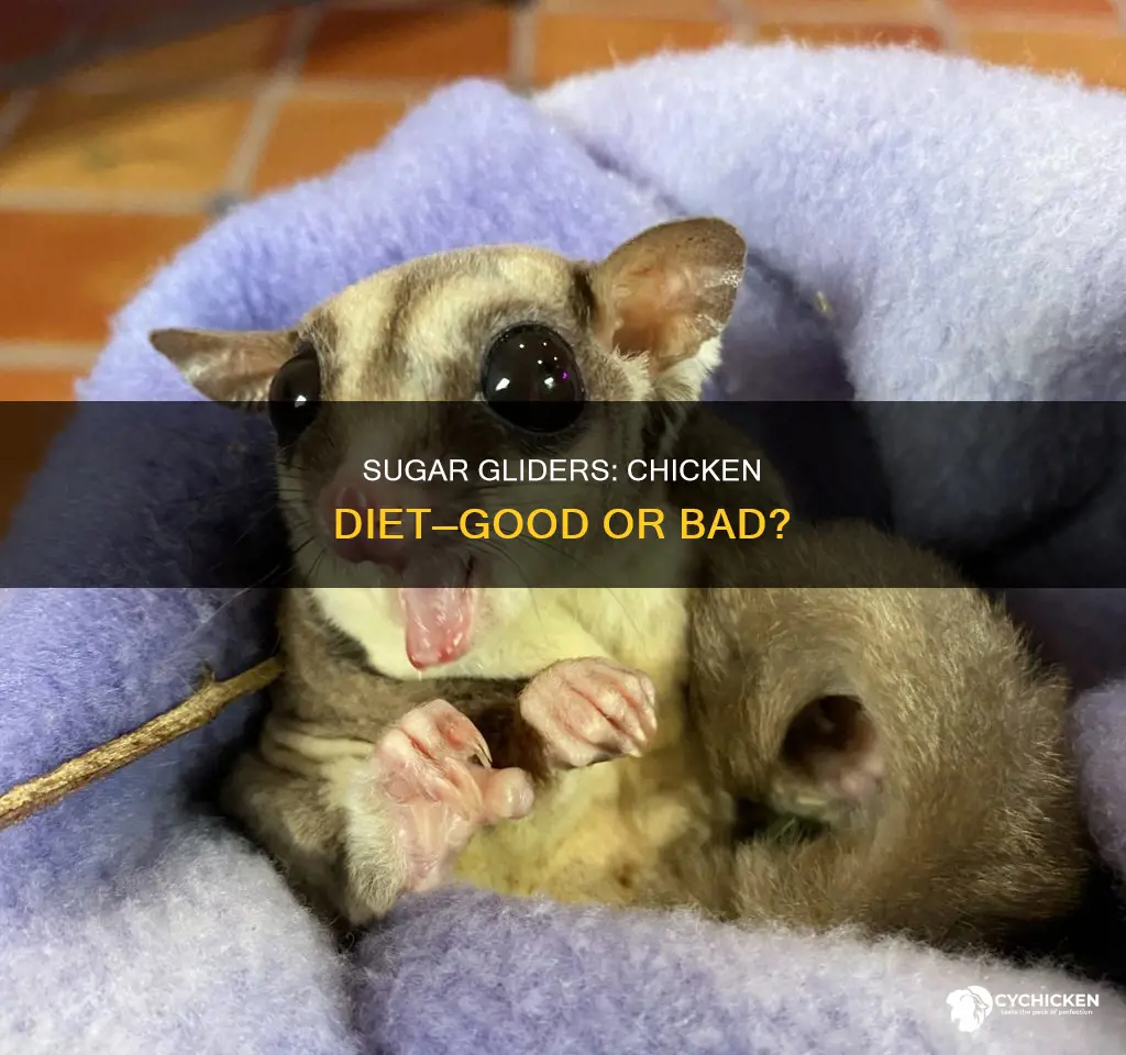 is it okay to give sugar gliders chicken by itself