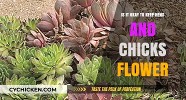 Hens and Chicks: Easy-Care Flowers for Your Garden