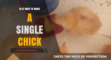 Raising a Single Chick: Benefits, Challenges, and Parenting Tips