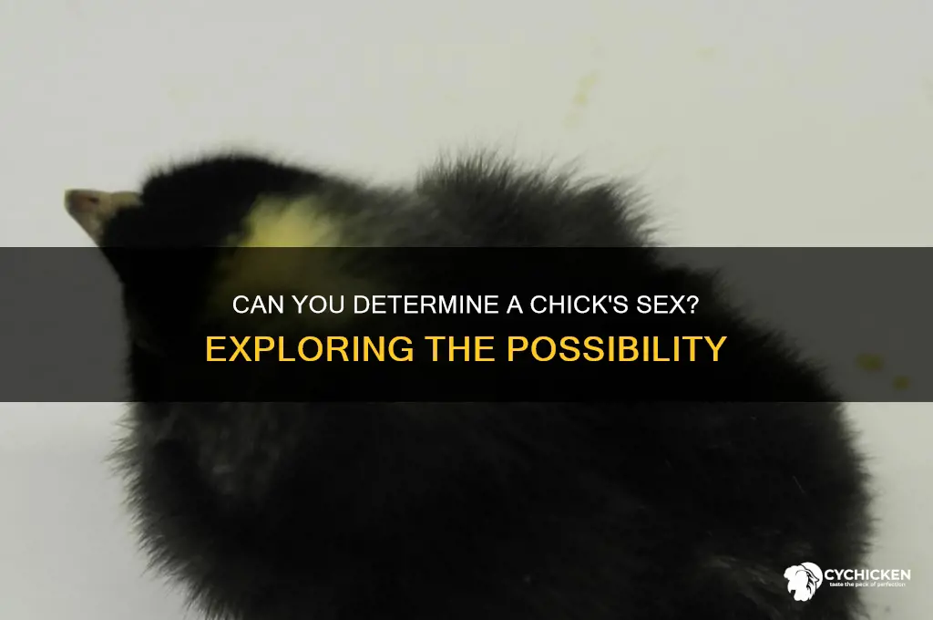 is it possibel to sex a chick