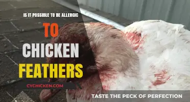 Allergic to Chicken Feathers? What You Need to Know
