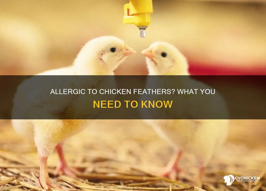 is it possible to be allergic to chicken feathers