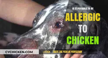 Can You Be Allergic to Chicken? Uncovering the Surprising Truth