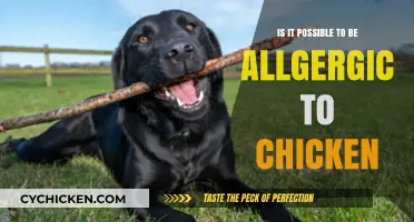 Can You Be Allergic to Chicken? Uncovering the Surprising Truth